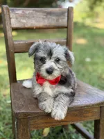 F1B Trooper, a male Maltipoo for sale in Mayfield, KY – 3 of 10