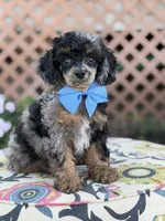 ALC Prince, a male Poodle - Toy  for sale in Mayfield, KY – 3 of 10