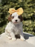 Daisy, a female Cavapoo for sale in Mayfield, KY – 4 of 10