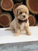 Archer, a male Maltipoo for sale in Mayfield, KY – 5 of 7