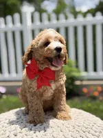 F1 Jackson , a male Cavapoo for sale in Mayfield, KY – 4 of 7
