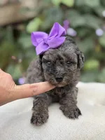 Julie, a female Miniature Bernedoodle for sale in Mayfield, KY – 3 of 3