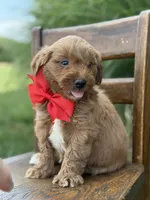 Boomer , a male Miniature Goldendoodle for sale in Mayfield, KY – 2 of 4