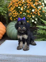 F1 Sally, a female Cavapoo for sale in Mayfield, KY – 2 of 10