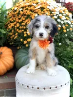 F1 Vanessa, a female Bernedoodle for sale in Mayfield, KY – 2 of 10