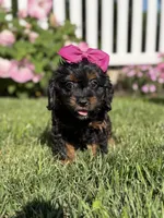 F1 Ashlyn, a female Cavapoo for sale in Mayfield, KY – 8 of 8