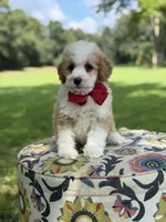 F1B Lincoln, a male Cavapoo for sale in Mayfield, KY – 7 of 10