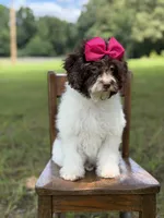 F1B Tiffany, a female Cavapoo for sale in Mayfield, KY – 6 of 10
