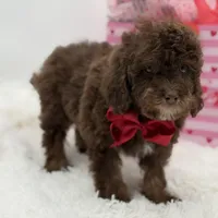 Tonka, a male Cavapoo for sale in Mayfield, KY – Photo 4 of 10