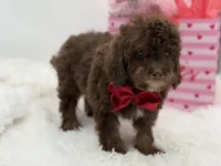 Tonka, a male Cavapoo for sale in Mayfield, KY – Photo 4 of 10