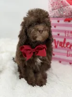 Tonka, a male Cavapoo for sale in Mayfield, KY – Photo 5 of 10