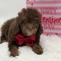 Tonka, a male Cavapoo for sale in Mayfield, KY – Photo 7 of 10