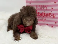 Tonka, a male Cavapoo for sale in Mayfield, KY – Photo 7 of 10