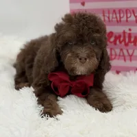 Tonka, a male Cavapoo for sale in Mayfield, KY – Photo 9 of 10