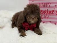 Tonka, a male Cavapoo for sale in Mayfield, KY – Photo 9 of 10