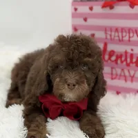 Tonka, a male Cavapoo for sale in Mayfield, KY – Photo 8 of 10