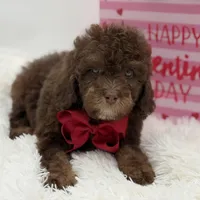 Tonka, a male Cavapoo for sale in Mayfield, KY – Photo 6 of 10