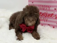 Tonka, a male Cavapoo for sale in Mayfield, KY – Photo 6 of 10