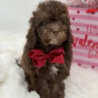 Tonka, a male Cavapoo for sale in Mayfield, KY – Photo 3 of 10