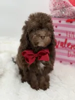 Tonka, a male Cavapoo for sale in Mayfield, KY – Photo 3 of 10