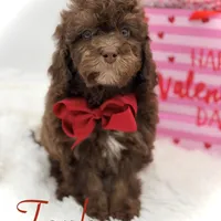 Tonka, a male Cavapoo for sale in Mayfield, KY – Photo 1 of 10