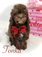 Tonka, a male Cavapoo for sale in Mayfield, KY – Photo 1 of 10