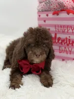 Tonka, a male Cavapoo for sale in Mayfield, KY – Photo 10 of 10