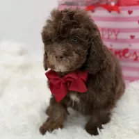 Tonka, a male Cavapoo for sale in Mayfield, KY – Photo 2 of 10