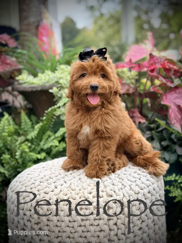 Penelope  – Miniature Goldendoodle puppy for sale in Mayfield, KY