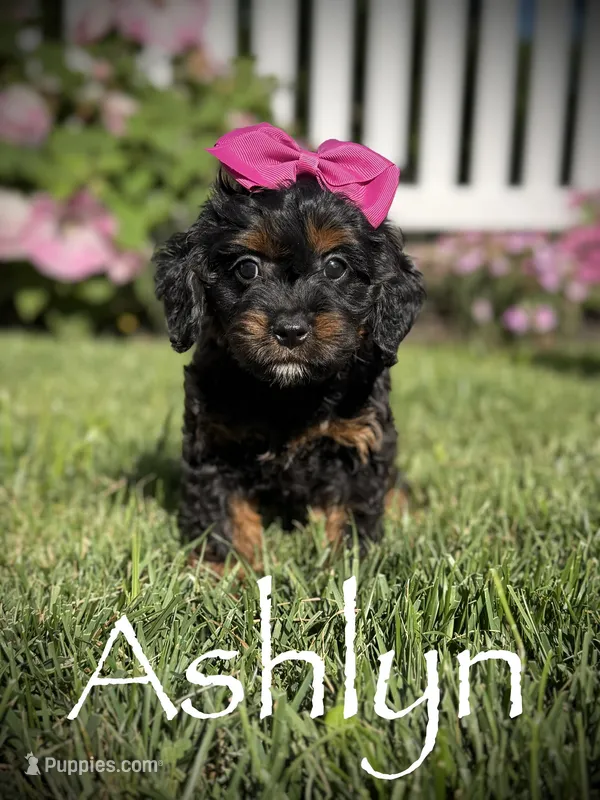 F1 Ashlyn – Cavapoo puppy for sale in Mayfield, KY
