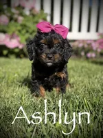 F1 Ashlyn, a female Cavapoo for sale in Mayfield, KY – 1 of 8
