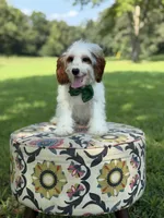 Dawson, a male Cavapoo for sale in Mayfield, KY – 6 of 10