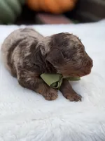 Green bow, a male Miniature Bernedoodle for sale in Mayfield, KY – 4 of 10