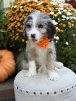 F1 Vanessa, a female Bernedoodle for sale in Mayfield, KY – 10 of 10