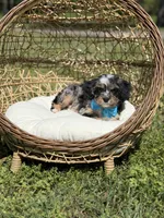 Toby, a male Cavapoo for sale in Mayfield, KY – Photo 3 of 9