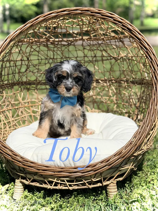 Toby, a male Cavapoo for sale in Mayfield, KY – Photo 1 of 9