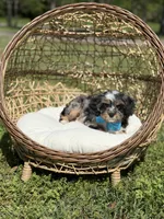Toby, a male Cavapoo for sale in Mayfield, KY – Photo 2 of 9