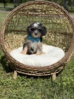 Toby, a male Cavapoo for sale in Mayfield, KY – Photo 5 of 9