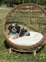 Toby, a male Cavapoo for sale in Mayfield, KY – Photo 4 of 9