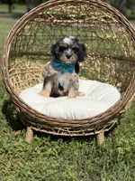 Toby, a male Cavapoo for sale in Mayfield, KY – Photo 6 of 9
