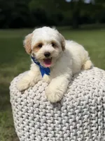 Lincoln, a male Maltipoo for sale in Mayfield, KY – 10 of 10