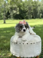 Lola, a female Cavapoo for sale in Mayfield, KY – 7 of 10