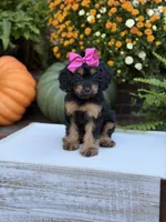 F1 Scarlett, a female Cavapoo for sale in Mayfield, KY – 9 of 10