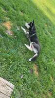 Blue, a male Siberian Husky for sale in Jackson, MI – 3 of 5