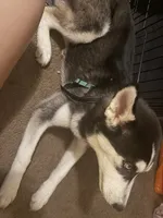 Blue, a male Siberian Husky for sale in Jackson, MI – 2 of 5