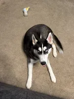 Blue, a male Siberian Husky for sale in Jackson, MI – 4 of 5