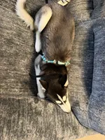 Blue, a male Siberian Husky for sale in Jackson, MI – 5 of 5