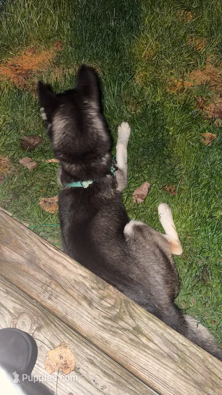 Blue – Siberian Husky puppy for sale in Jackson, MI