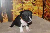 processed/949dee60-2e84-4274-a936-33e6956fa139/listing/50909c05-7855-4cb1-abca-258579873ca0/21672ca5-4339-47ce-a2d2-8fb017f1f624