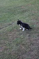 Green, a male American Bully for sale in Montpelier, OH – Photo 2 of 4